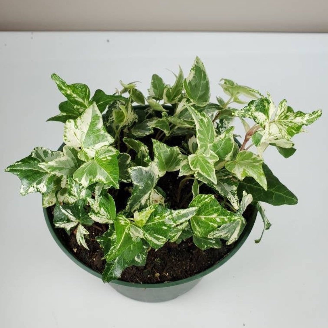 Hedera Helix Kolibri English Ivy Variegated Ivy Live Plant Etsy
