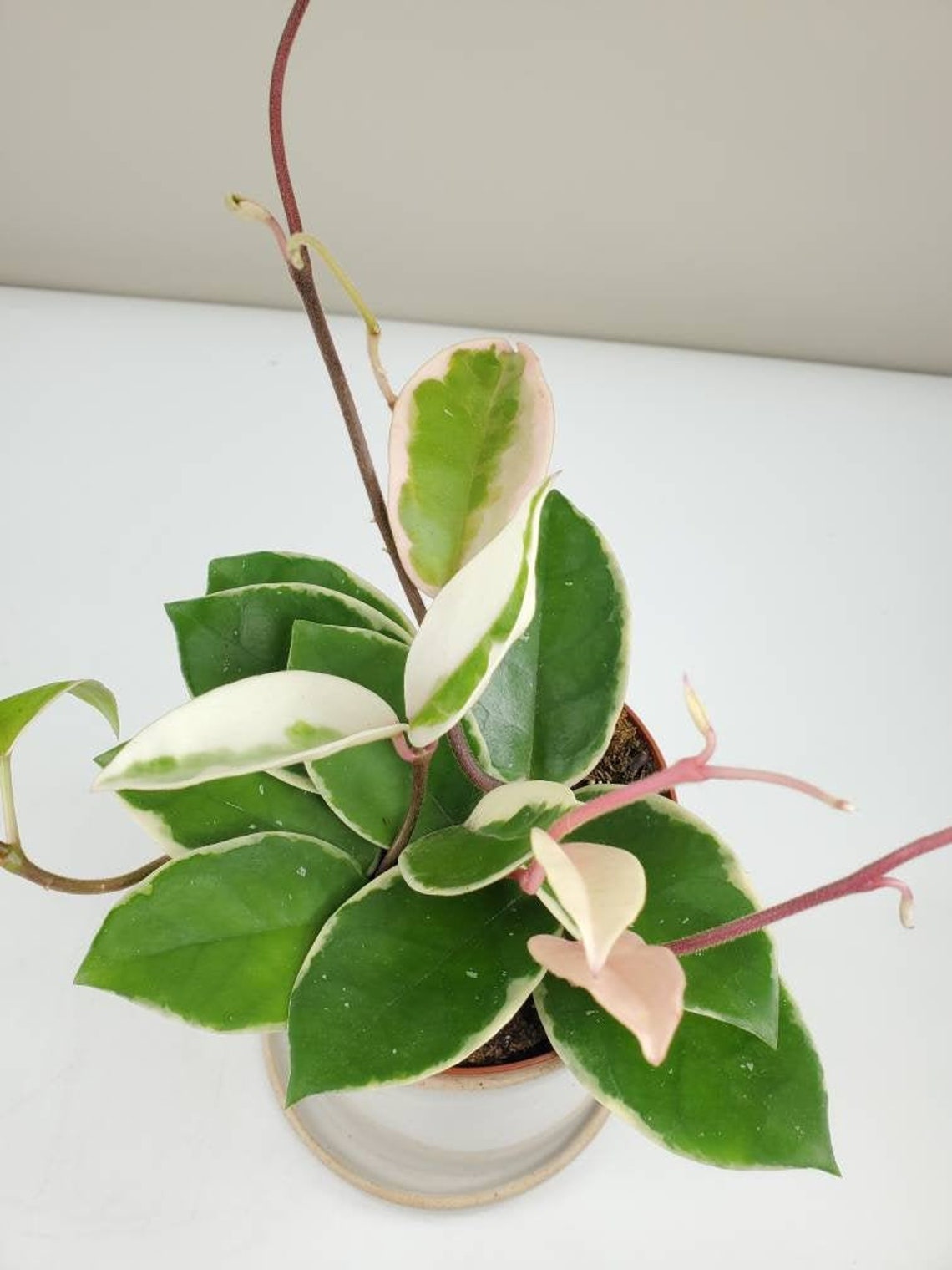 Hoya Carnosa Variegata Tricolor Hoya 'krimson Queen' | Etsy