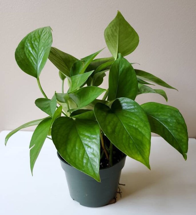 Jade Pothos Epipremnum aureum Devil's Ivy Green Pothos Etsy
