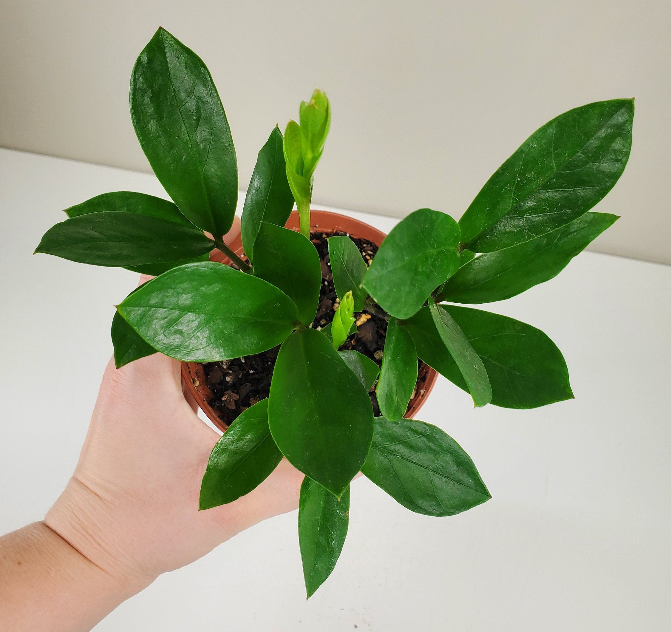 Zamioculcas zamiifolia ZZ Plant Zee Zee Plant ZiZi Plant Etsy