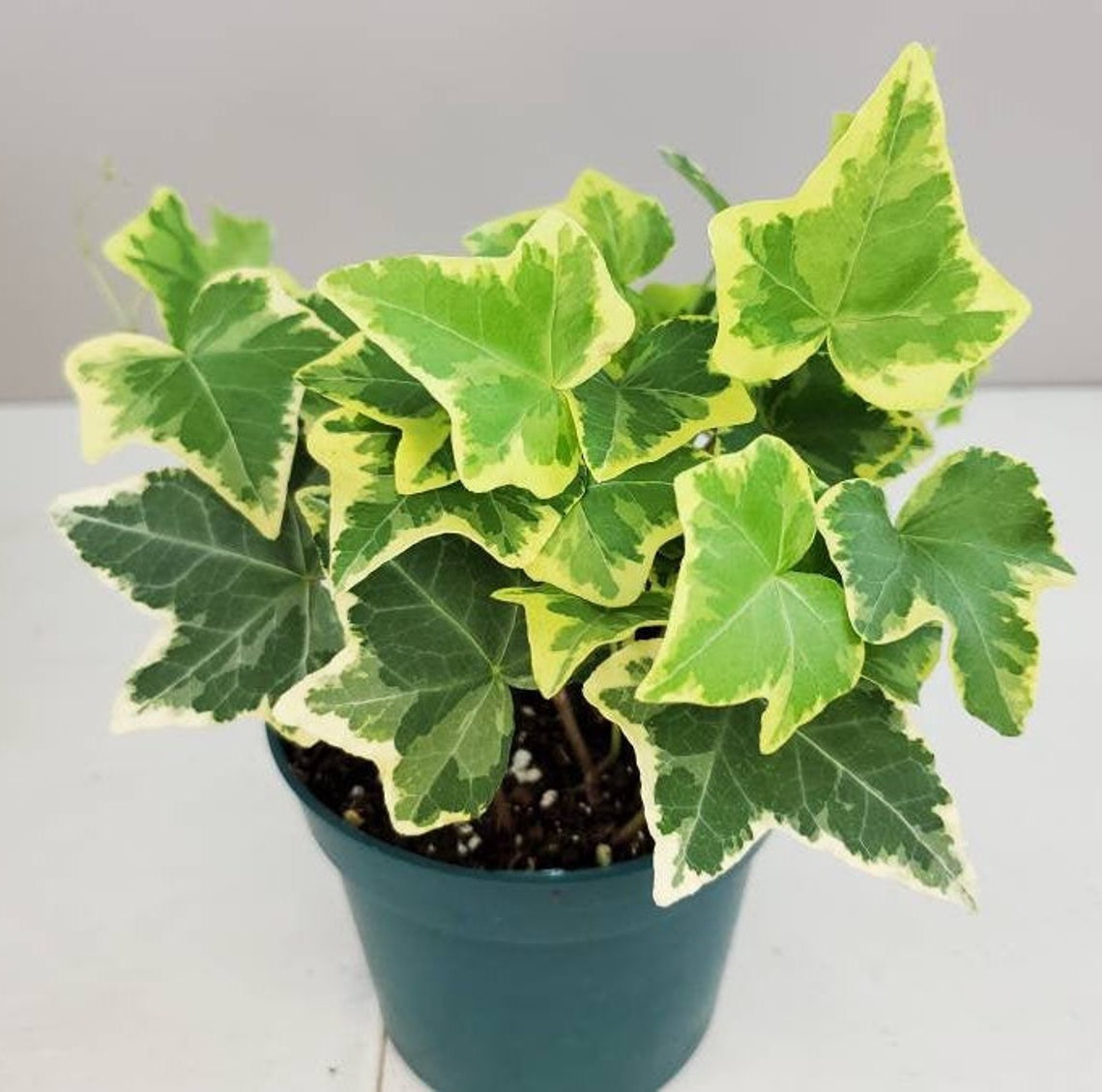 How To Plant Hedera Helix