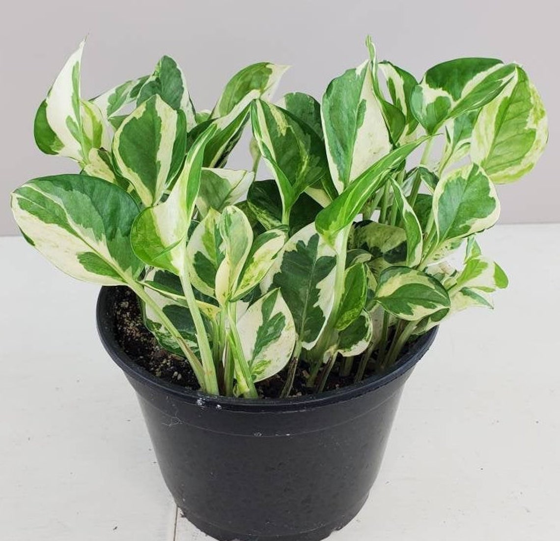 Pearls & Jade Variegated Pothos Epipremnum aureum Pearls and Etsy