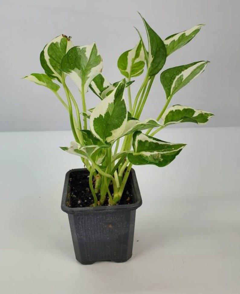 Pearls & Jade Variegated Pothos Epipremnum aureum Pearls and Etsy