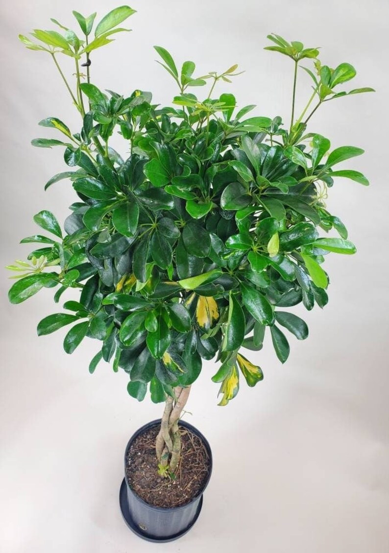 Variegated Schefflera arboricola Braided Tree, Variegated Umbrella Tree