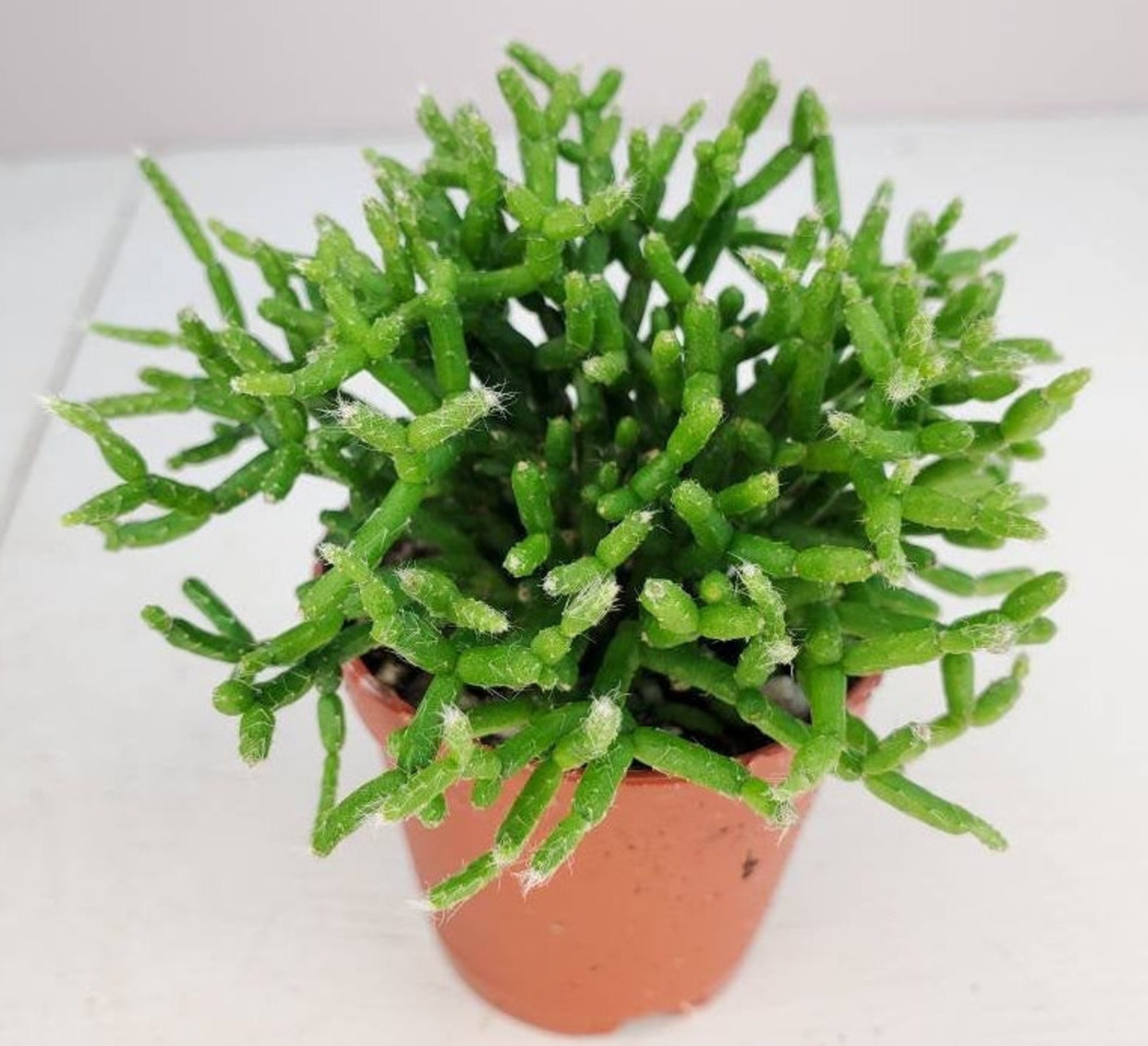 2 Rhipsalis Assorted Rhipsalis Succulent Mini Etsy