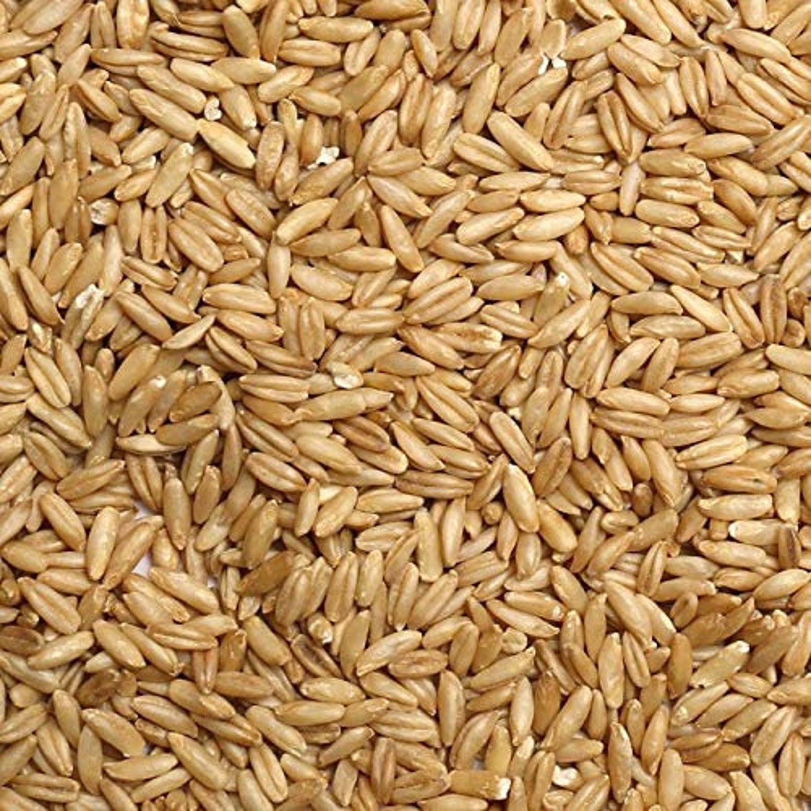 Organic Whole Uncut Hulled Oat Groats 5 lbs NonGMO Bulk Food Etsy