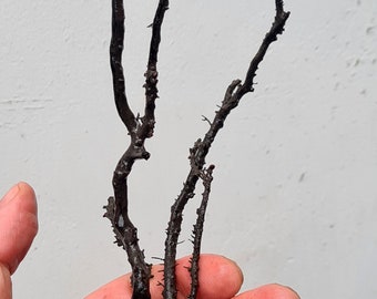 26cms GOLDEN BLACK CORAL Natural Branch Sea Genuine for Pendant Beads Jewelry Cabochon Peru ve81