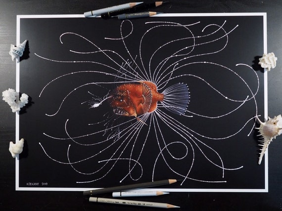 Images Of Deep Sea Anglerfish