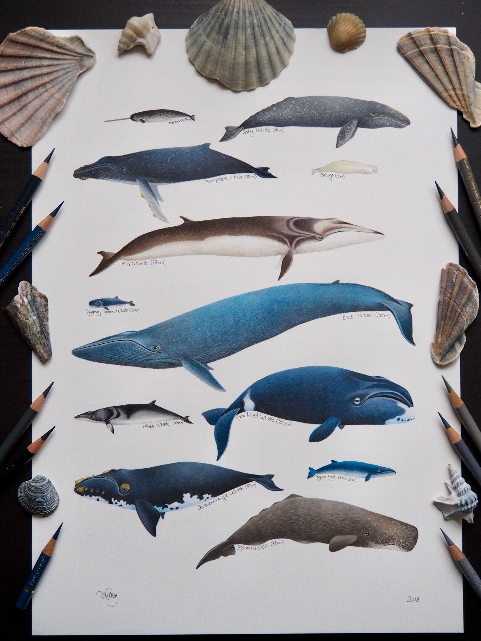 Whale Chart Poster