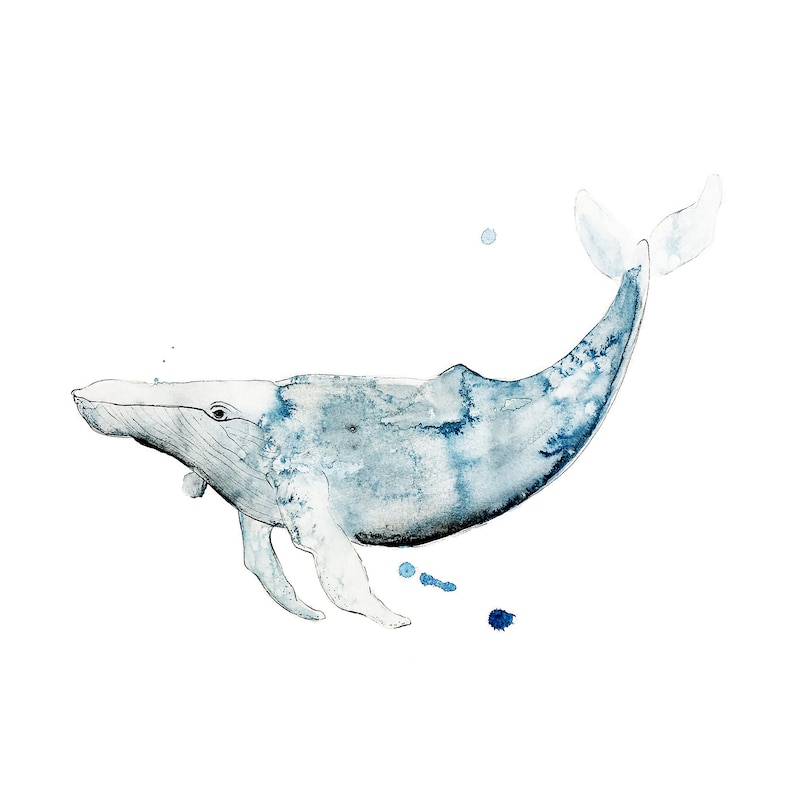 May include: Watercolor painting of a blue whale swimming in the ocean. The whale is painted in shades of blue and gray, with a white belly. The painting is set against a white background.