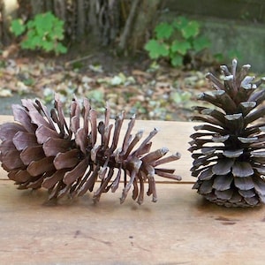 Op de afbeelding: Twee bruine dennenappels op een houten oppervlak. De dennenappel links ligt op zijn zij, terwijl de dennenappel rechts rechtop staat.