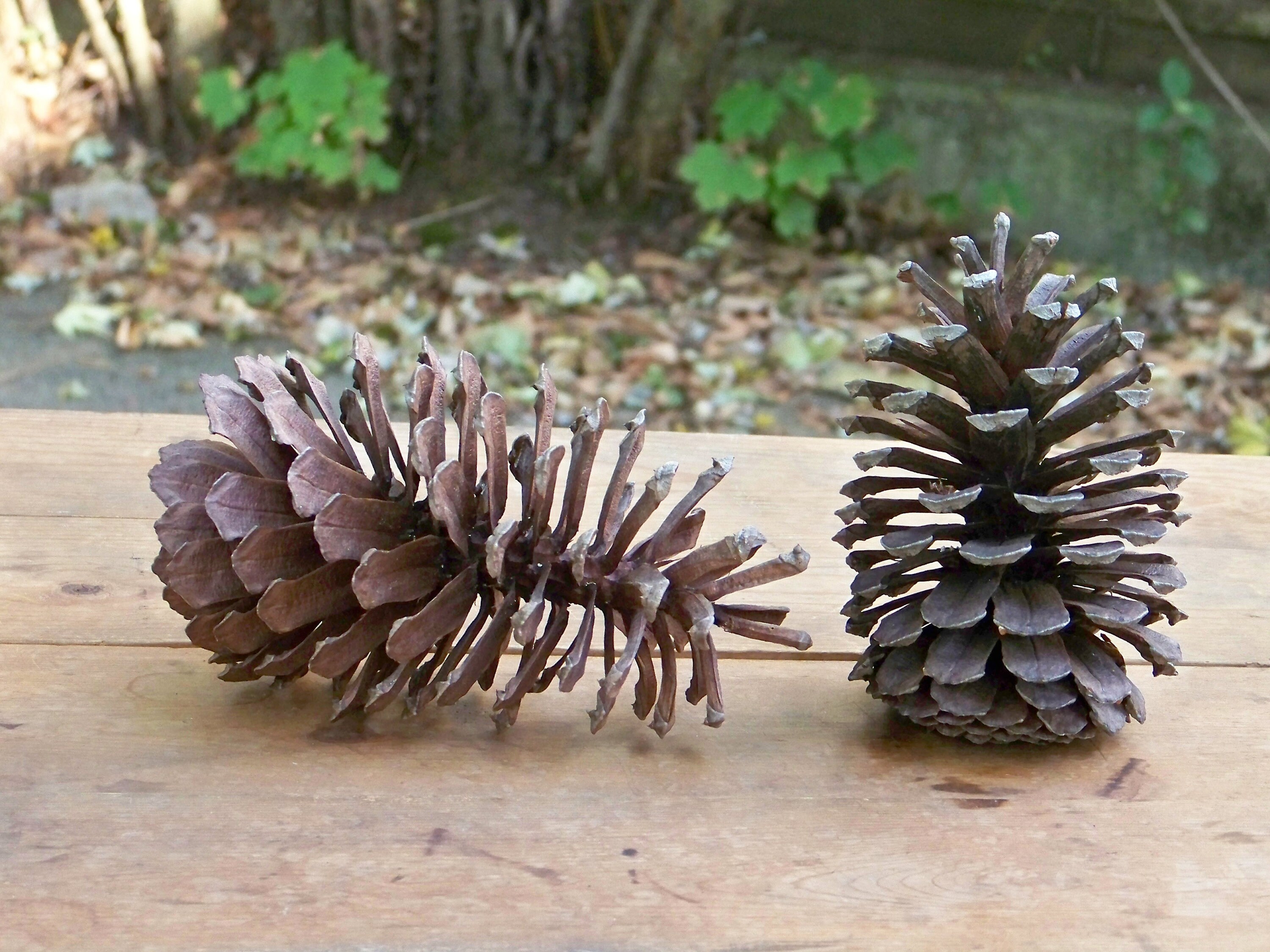 Lot De 20 Cônes De Pin Naturels - Taille 3-3,5 Pouces De Haut - Artisanaux