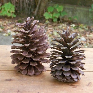 Set of 2 Giant Pine Cones 7 1/2 Inch Vintage Extra Large Christmas Crafts