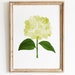 see more listings in the Botanical Wall Art section