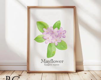 Watercolor Mayflower Art Print: Massachusetts State Flower