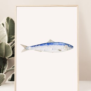 Sardine Fish watercolor art print, Sardine Art Print, Lake house Decor, Beach house decor, Fish Decor, Coastal Wall art image 4