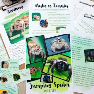 Jumping Spiders Unit Study