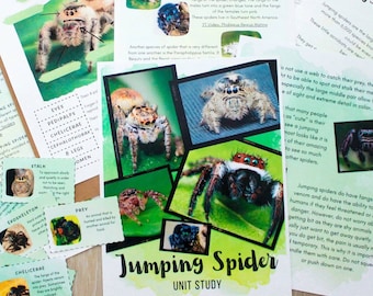 Estudio de unidad sobre las arañas saltarinas