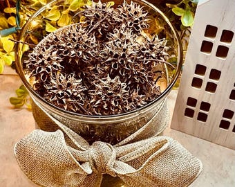 200 Sweet Gum Balls or Witches Burrs Pods Seeds Fresh w/ stems from Missouri sweet gumball tree - Dried & Ready Great Decor BEAUTIFUL