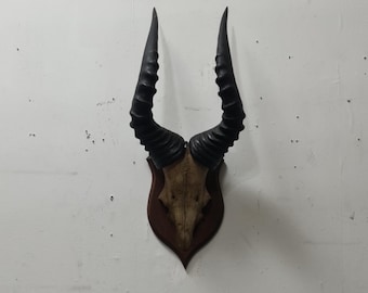 Vintage,antique spring bok antler