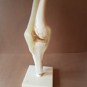 Vintage anatomical model of a knee made in West Germany by Somso