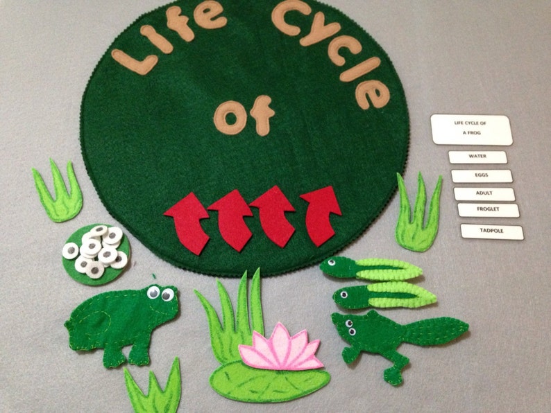 life cycle Life cycle of a frog felt frog