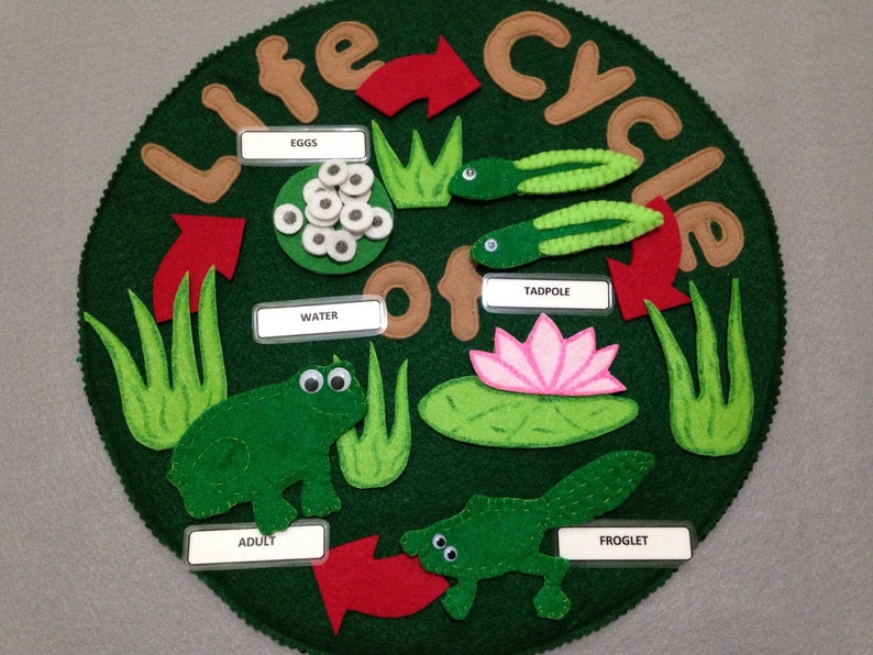 life cycle Life cycle of a frog felt frog
