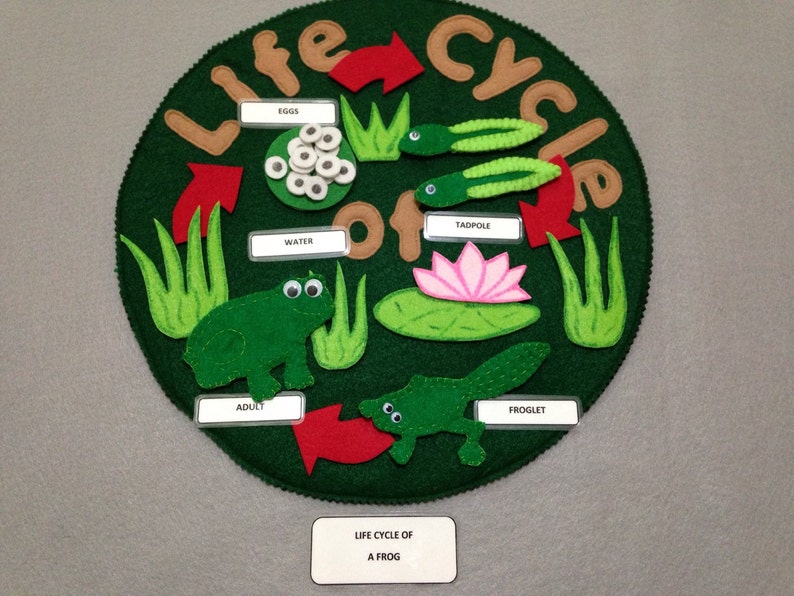 life cycle Life cycle of a frog felt frog