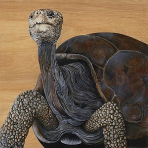 May include: A detailed painting of a Galapagos tortoise. The tortoise has a textured, gray head and neck, with a dark brown shell. The tortoise's legs are a light gray color with a textured, bumpy appearance. The background is a light brown color.