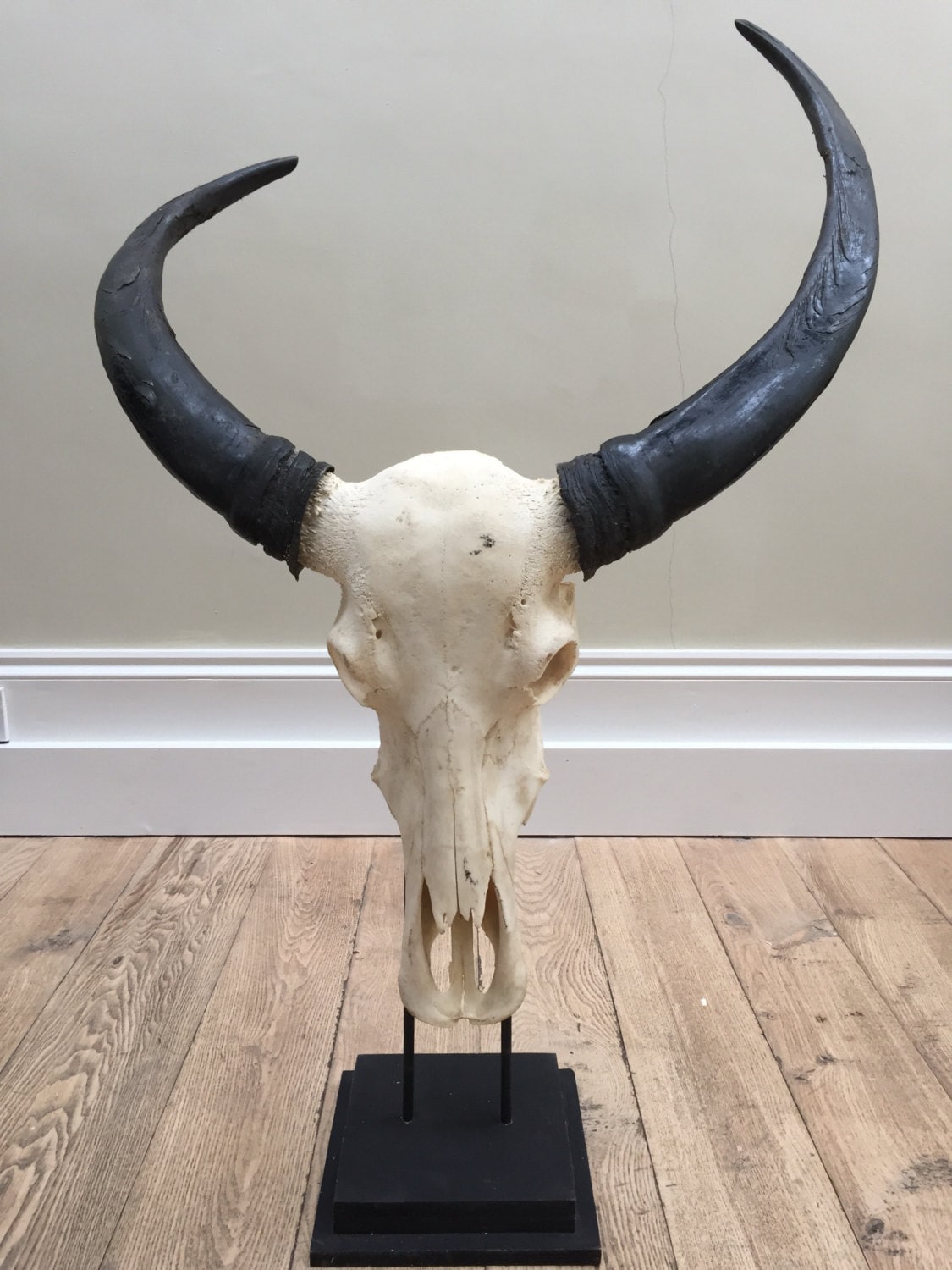 Enormous Water Buffalo skull complete with horns mounted on metal and