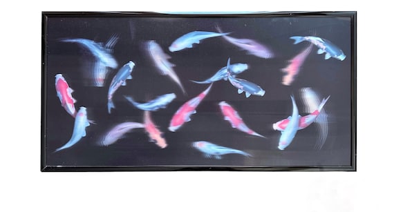 lenticular 3D Koi goldfish framed artwork
