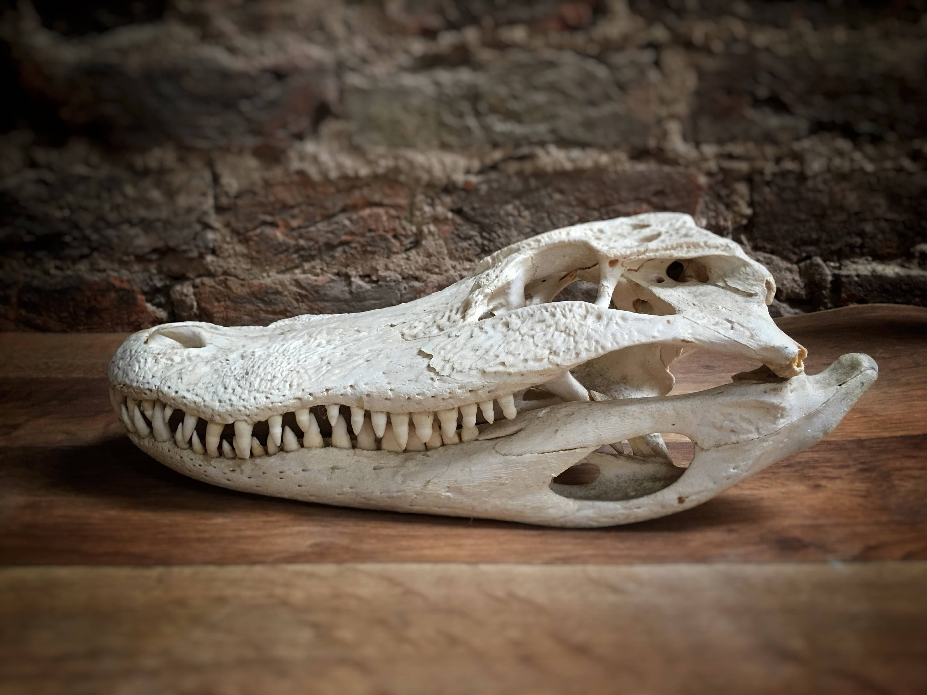 Antique skull of a Mugger Crocodile crocodylus palustris