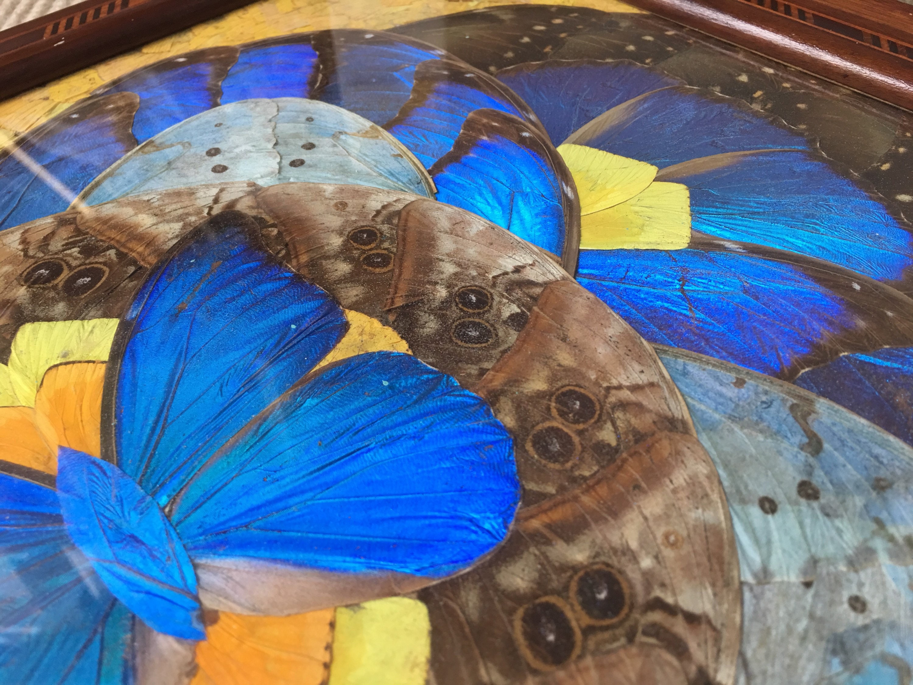 Brazilian Art Deco butterfly tray with exotic wood marquetry