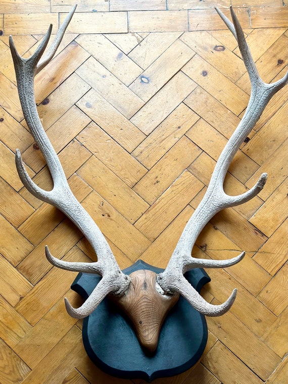 Antique Red Deer royal stag antlers mounted with wooden skull on ebonised shield