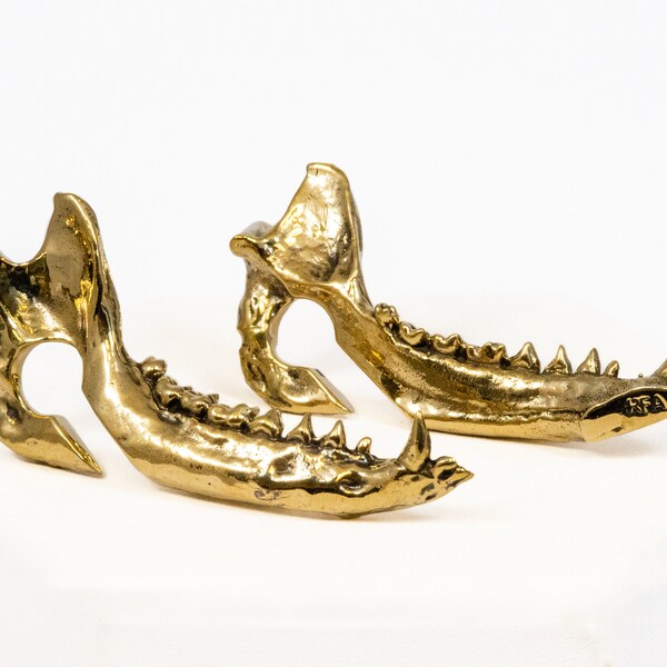 Mini Jaw Droppers - Ear Weights