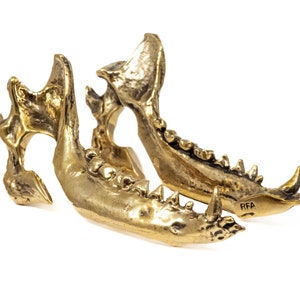 Könnte beinhalten: Ein Paar goldfarbene Tierkiefer, möglicherweise von einem Wolf oder Hund, mit scharfen Zähnen. Die Kiefer sind nebeneinander angeordnet, mit den Zähnen nach vorne gerichtet. Die Kiefer sind aus Metall und haben ein realistisches Aussehen. Die Kiefer sind mit den Buchstaben "RFA" gekennzeichnet.