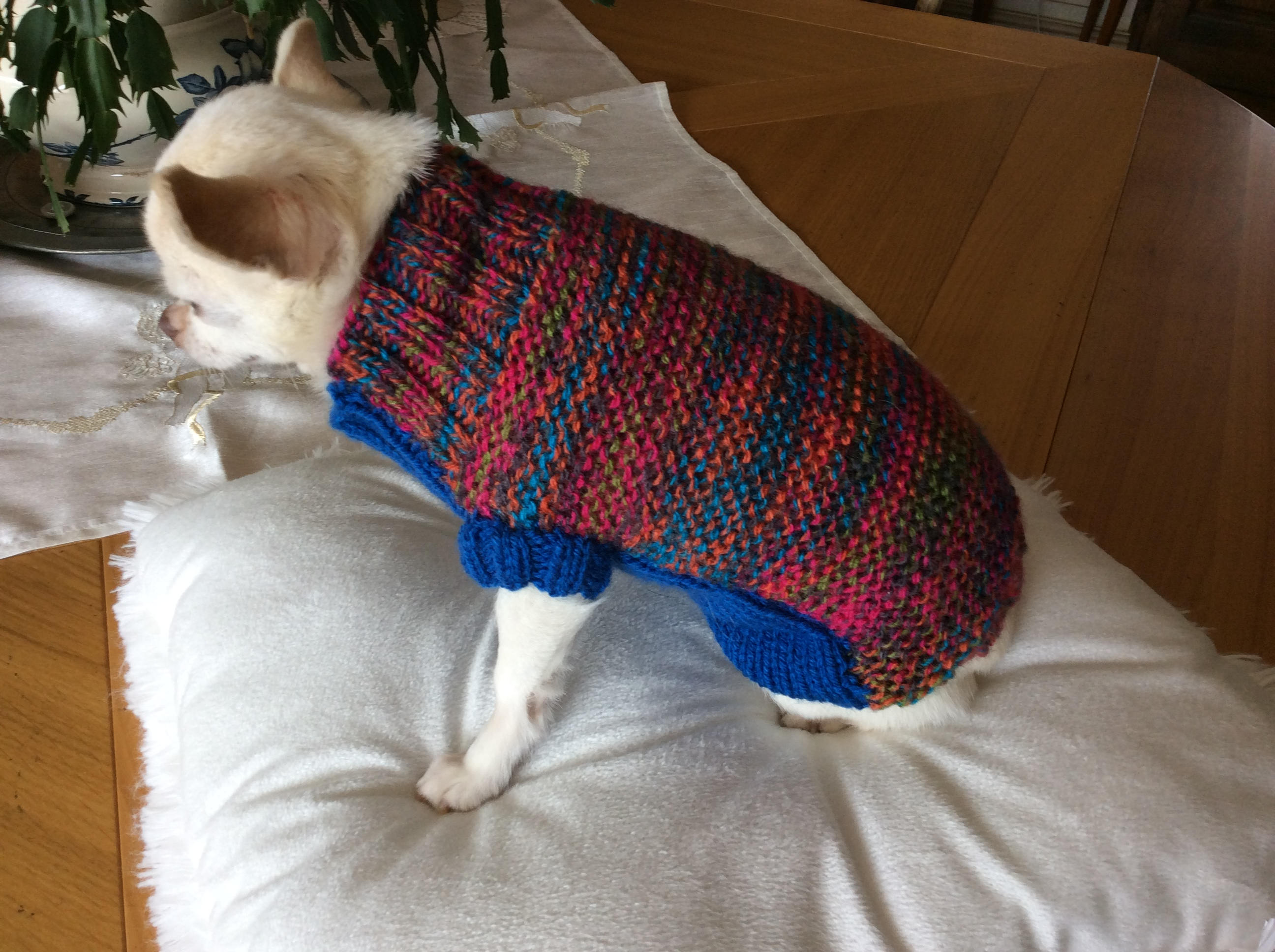 Pull Laine Bleu et Multicouleur Longueur Dos 20 cm Petit Chien Environ 1 Kg 500 à 2 Kg