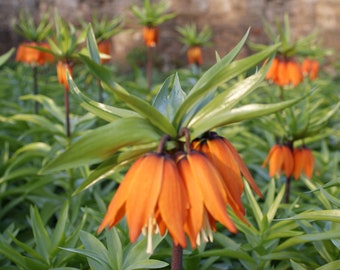 25 x Orangerote Kaiserkronen Samen Fritillaria Imperialis Aurora Seeds