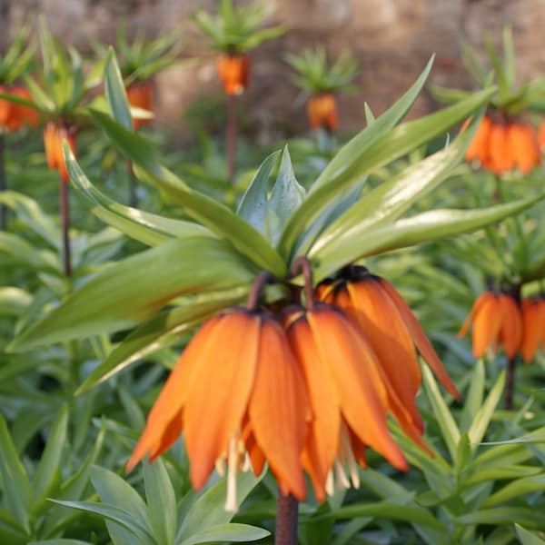 25 x Orangerote Kaiserkronen Samen Fritillaria Imperialis Aurora Seeds