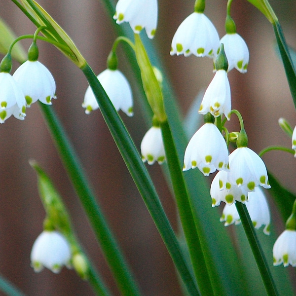 Tubers Märzenbecher Leucojum Aestivum 6/8 cm circumference summer knot flower