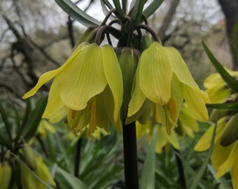 20 x Soft Yellow Crown Imperial Seeds Fritillaria Helena