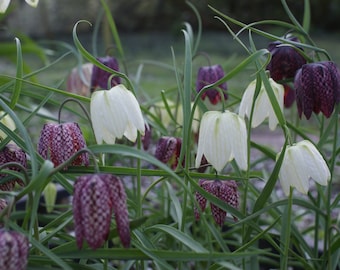 20 x graines de fleurs à carreaux Fritillaria Meleagris Vanneau blanc violet