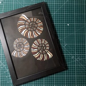 May include: A framed print of three brown and white ammonite fossils on a black background.