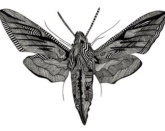A3 Moth Screenprint