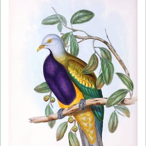 Peut inclure: Une illustration détaillée d'un oiseau à la tête grise, la poitrine violette, les ailes jaunes et vertes et le ventre jaune. L'oiseau est perché sur une branche avec des feuilles vertes.
