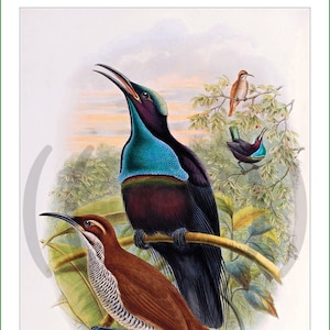 painel em tecido - aves do paraíso - Richard Bowdler Sharpe (10). Para costura, patchwork, quilting. Tecido, painéis de tecido, painéis de colcha, pássaros