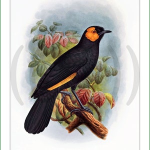 fabric panel - birds of paradise - Richard Bowdler Sharpe (36). For sewing, patchwork, quilting. Fabric, fabric panels, quilt panels, bird