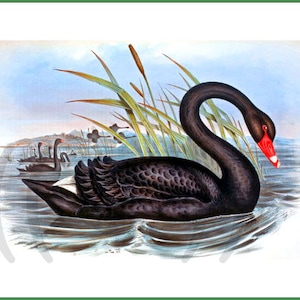 May include: A black swan with a red beak swims in a pond with green reeds. The swan has its neck curved back and its head turned to the side. There are other black swans in the background.