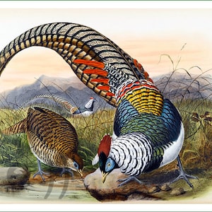 fabric panel - pheasants (1). For sewing, patchwork, quilting. Fabric panels, quilt panels, fabric panel for quilting, bird, bird fabric