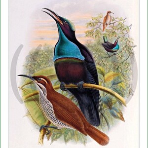 Op de afbeelding: Een botanische illustratie in vintage-stijl met twee vogels op takken. De grotere vogel heeft iriserend blauw en zwart verenkleed, terwijl de kleinere vogel bruin is met een wit gestreepte borst. De tekst onderaan luidt CRASPEDOPHORA MAGNIFICA, (V).